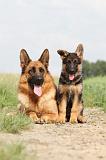 BERGER ALLEMAND 750